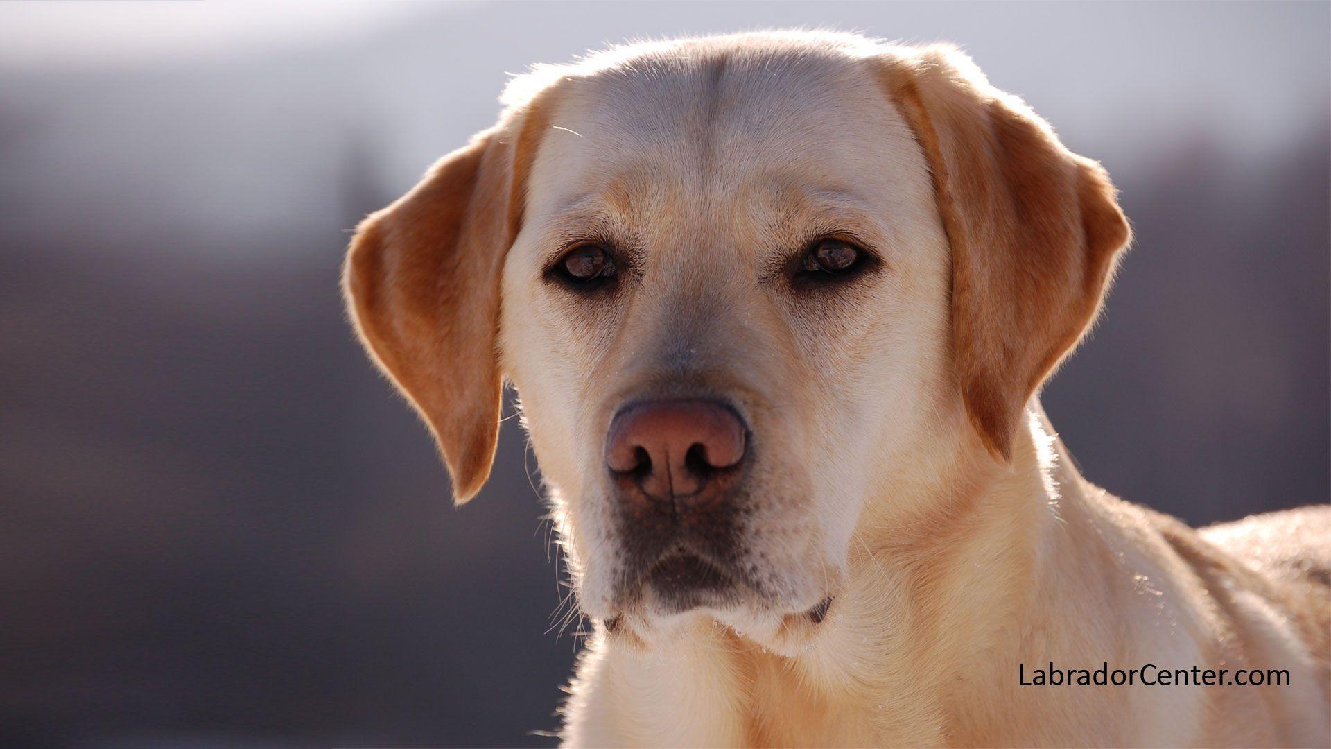 Labrador Wallpapers - Wallpaper Cave