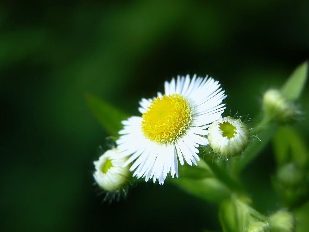 Nature White Flower Wallpaper for Desktop HD Wallpaper 1024x768PX