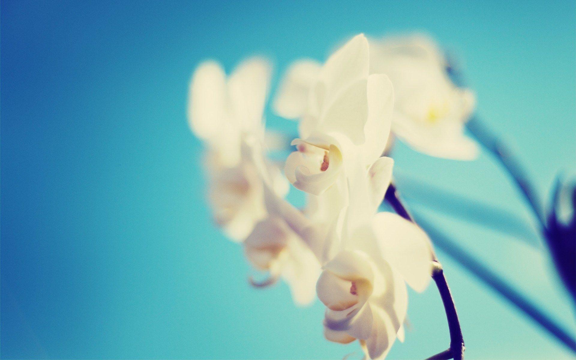 White Orchid Blue Background HD Wallpaper