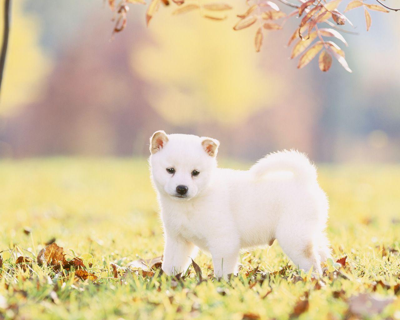 White Shiba Inu Wallpaper Photo Wallpaper. Wallpaper