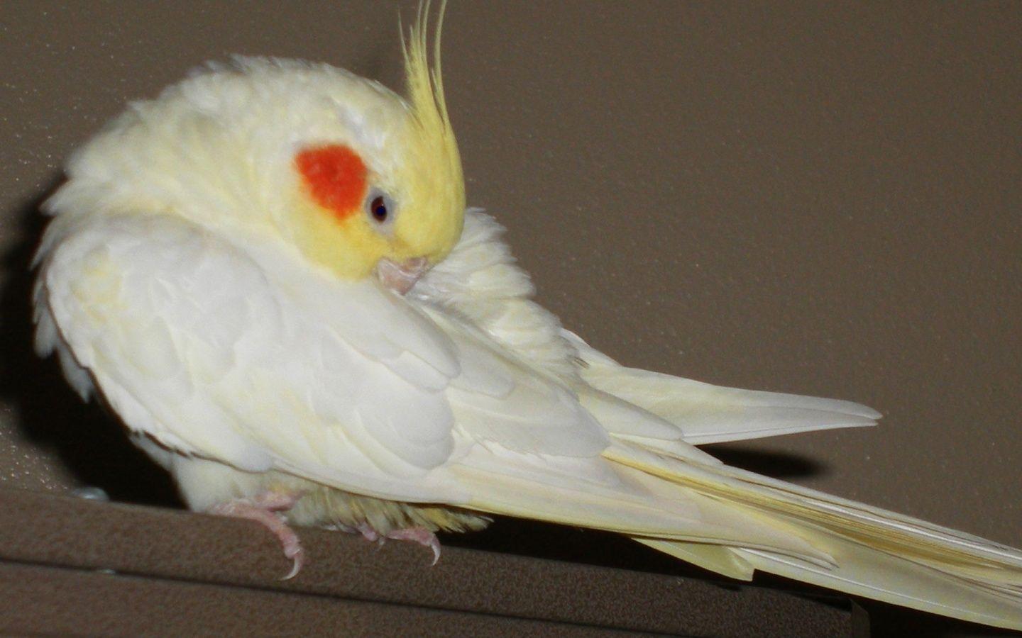 Cockatiel Wallpapers Wallpaper Cave