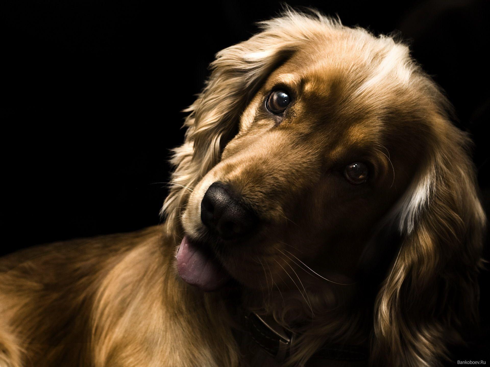 Surprised English Cocker Spaniel wallpapers and image
