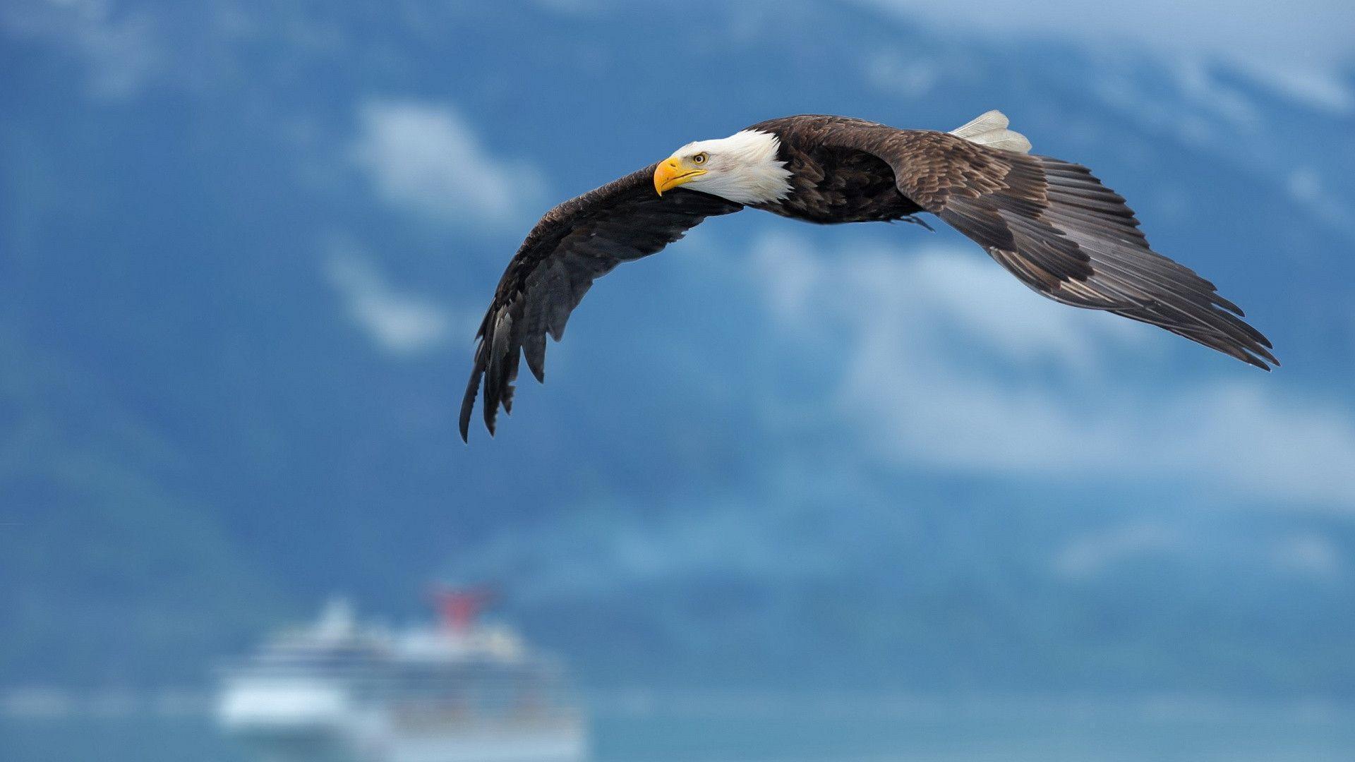 Flying bald eagle Wallpaper