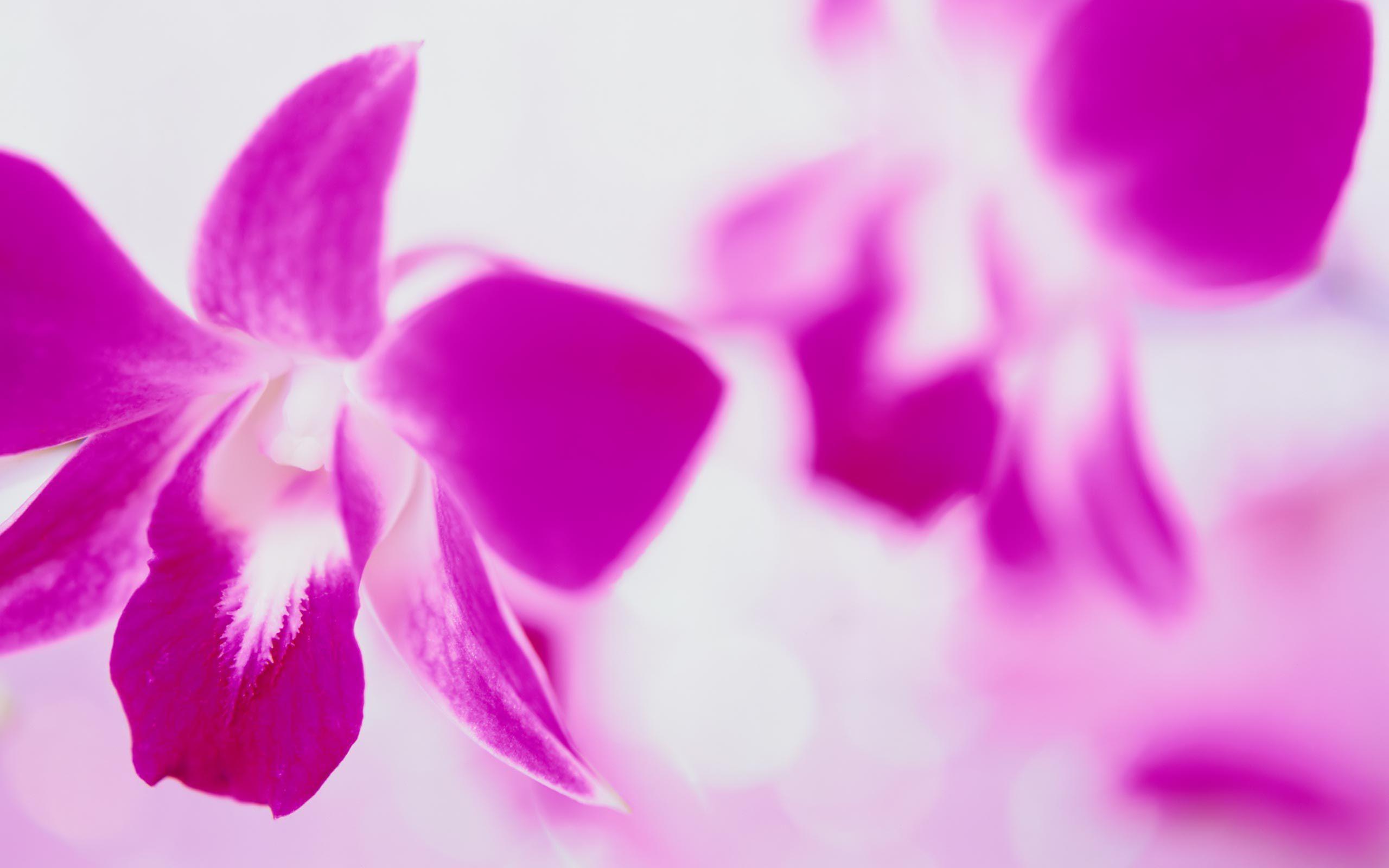Pink Flower 2 HD Wallpaper