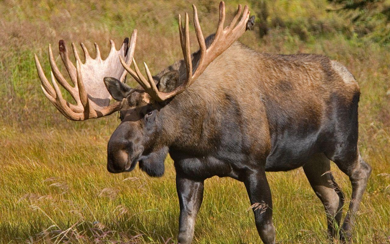 Moose Wallpapers Wallpaper Cave