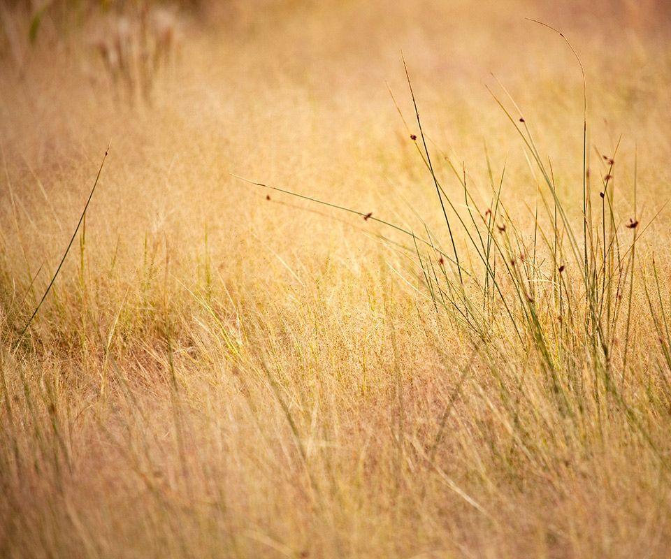 TechCredo. Nexus One Wallpaper 8