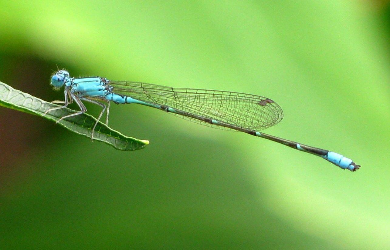 waspwednesday: Dragonfly Wallpaper