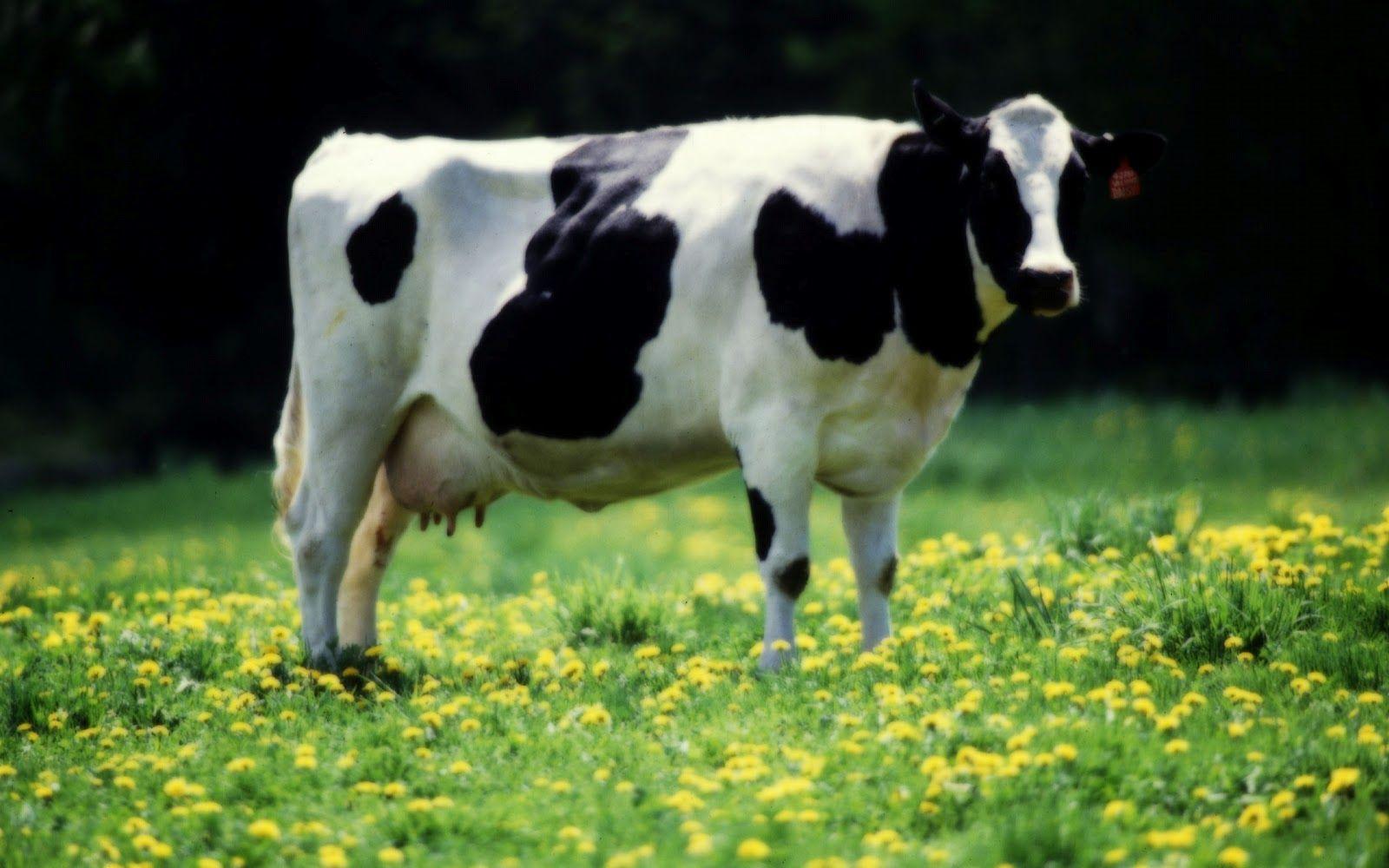 Cow Wallpapers Hd 20948 Hd Wallpapers in Animals