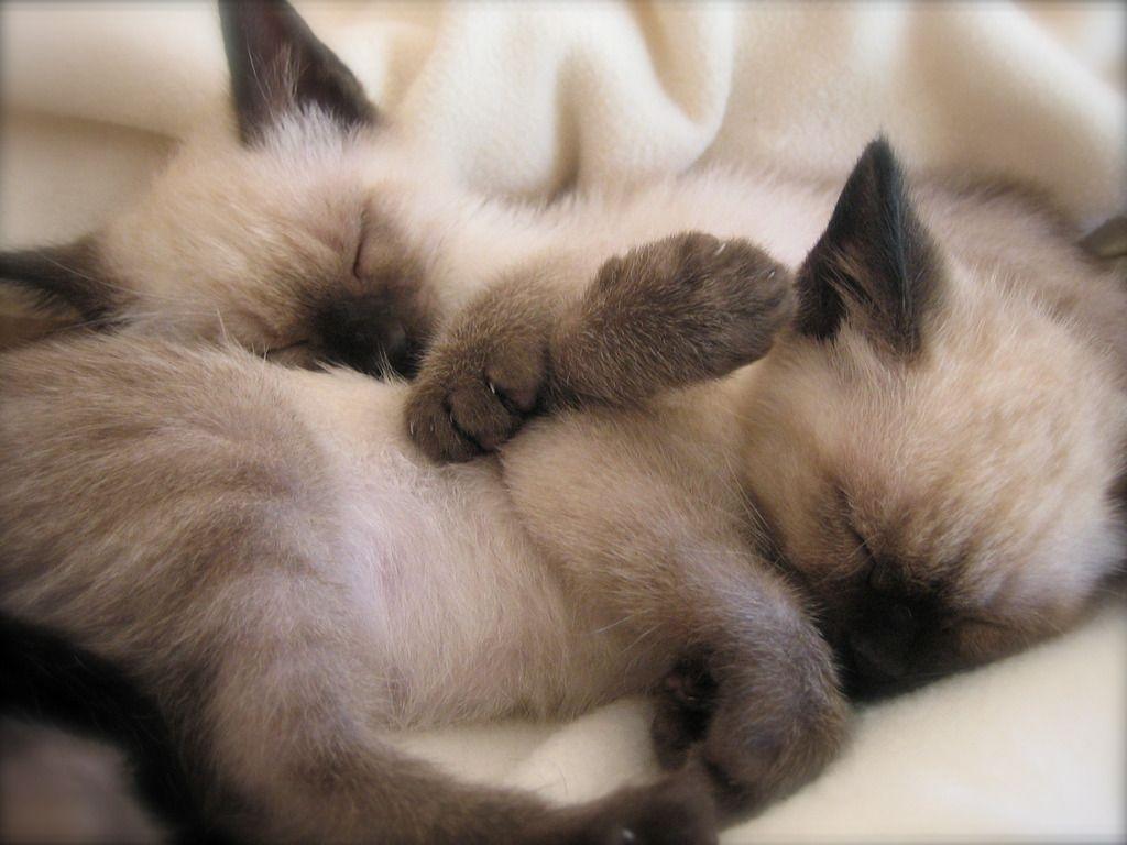 Sleeping Siamese kittens photo and wallpaper. Beautiful Sleeping