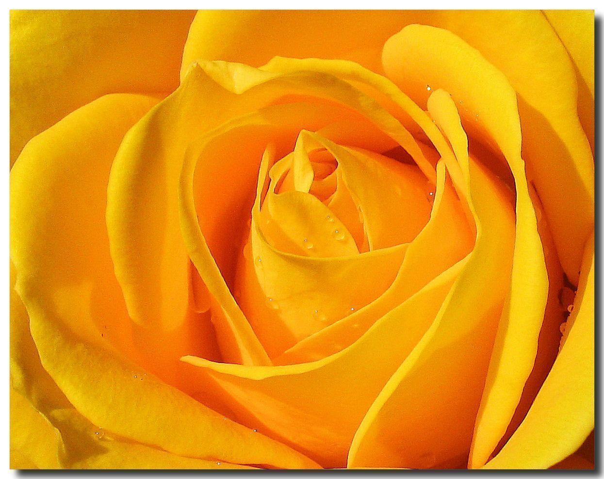 Yellow Roses Backgrounds - Wallpaper Cave