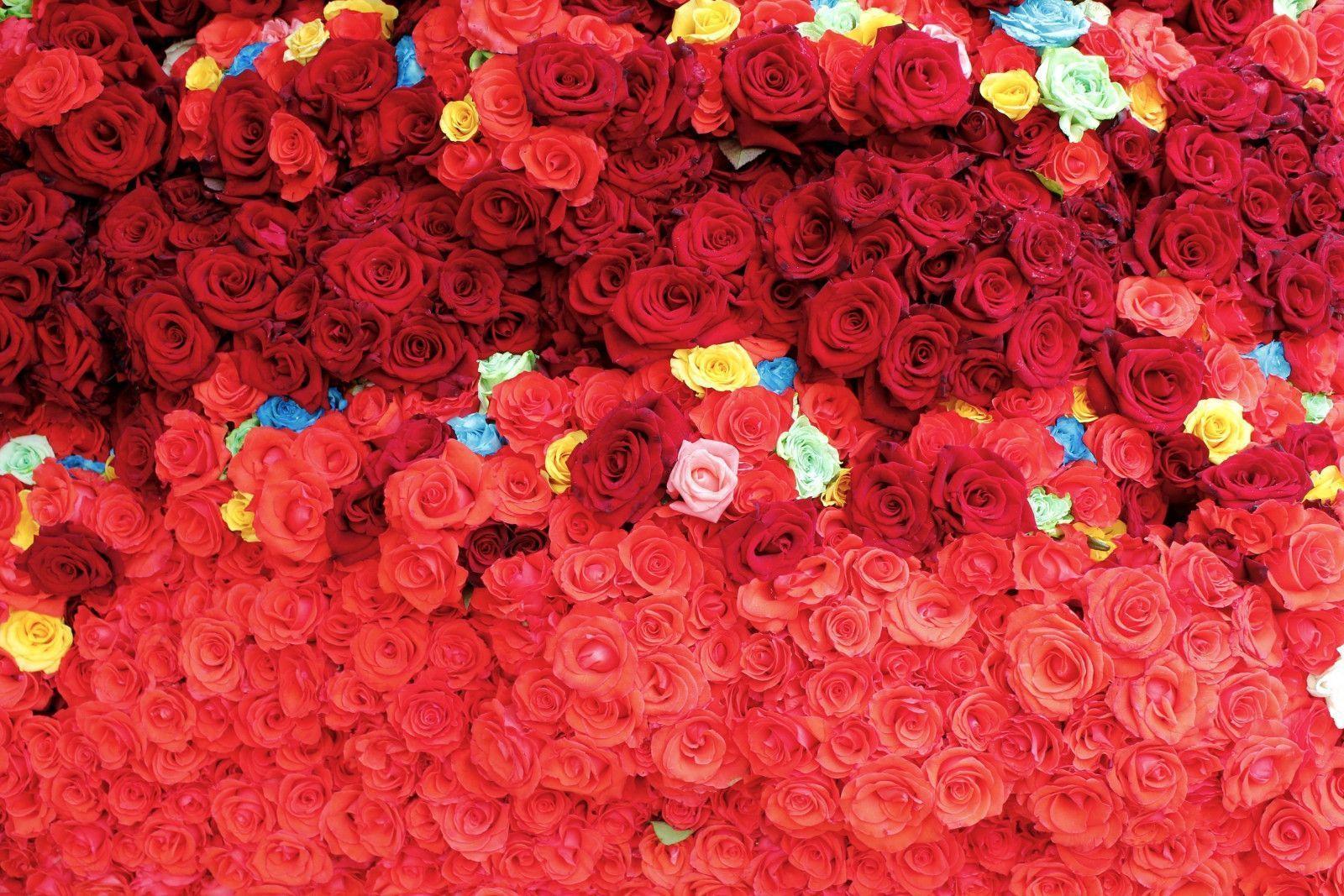 Flowers For > Rose Flower Image Background