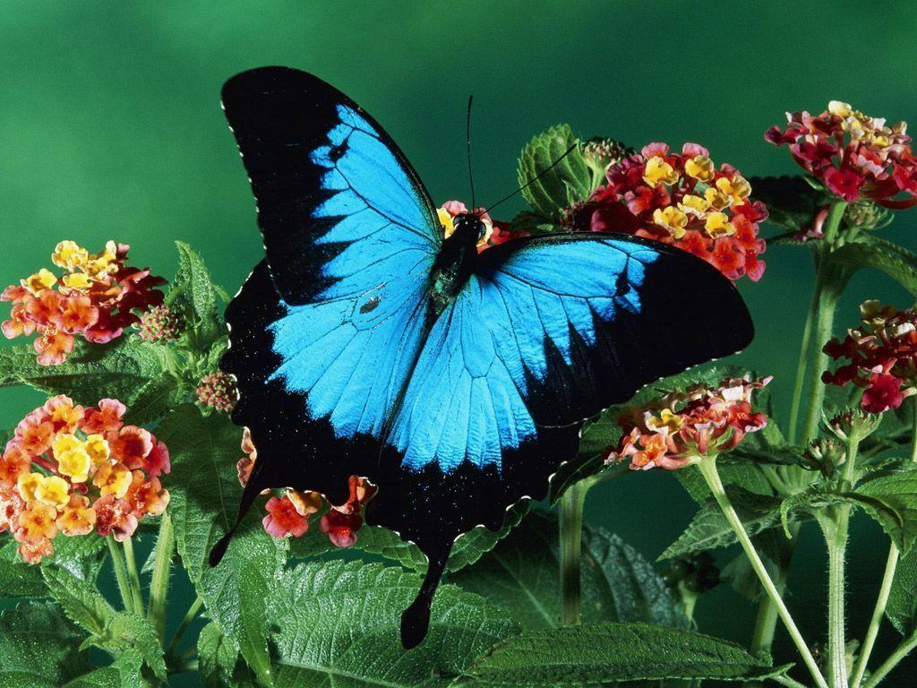 Free Butterflies Blue Mountain And Cute Wallpaper, HQ Background