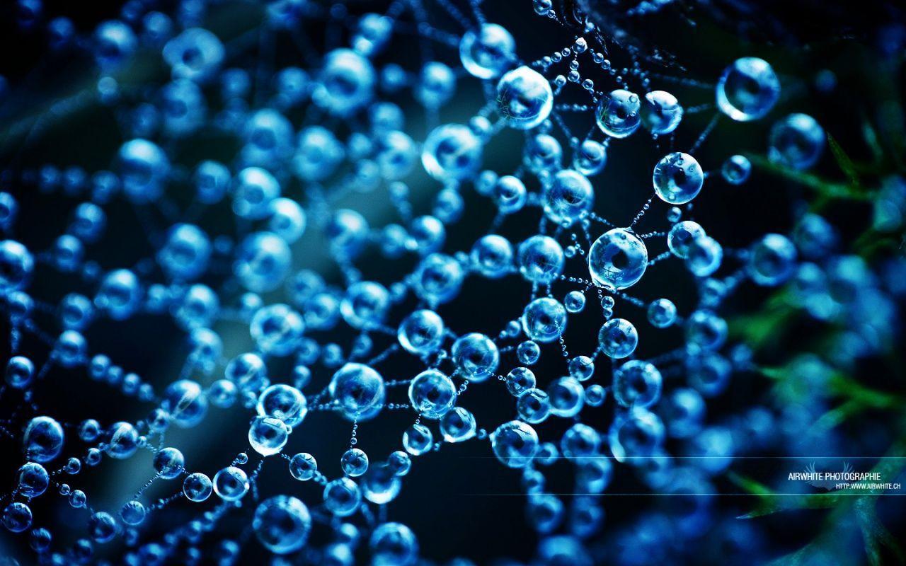 Arborescence wallpaper, music and dance wallpaper