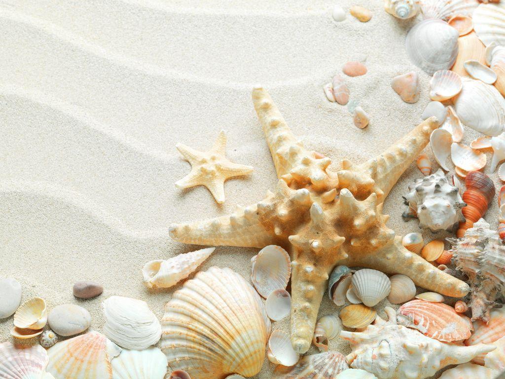 Starfish Desktop Image