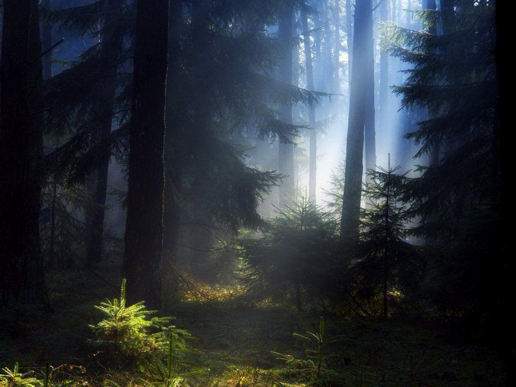 image For > Misty Forest
