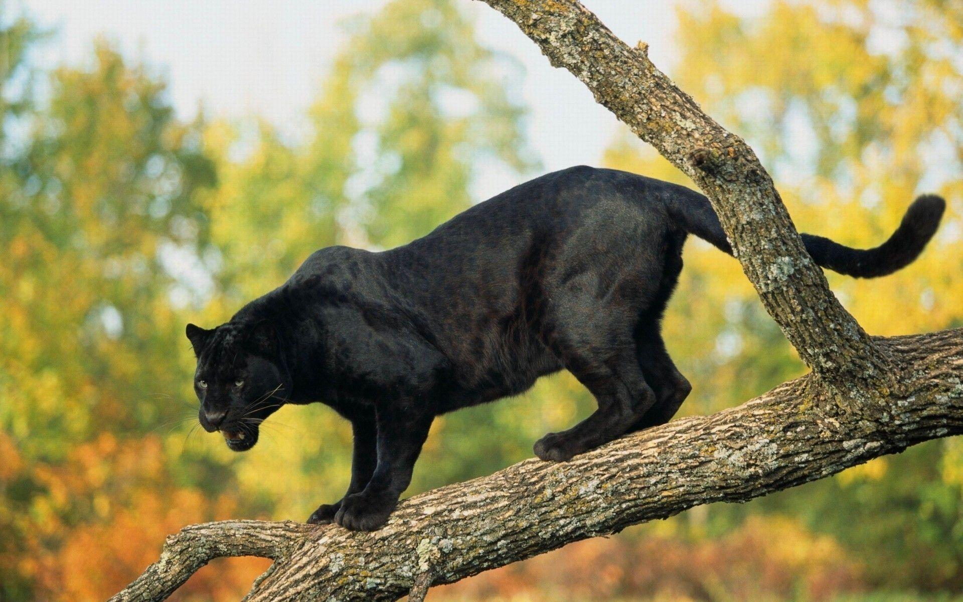 Jaguar Animal Jumping