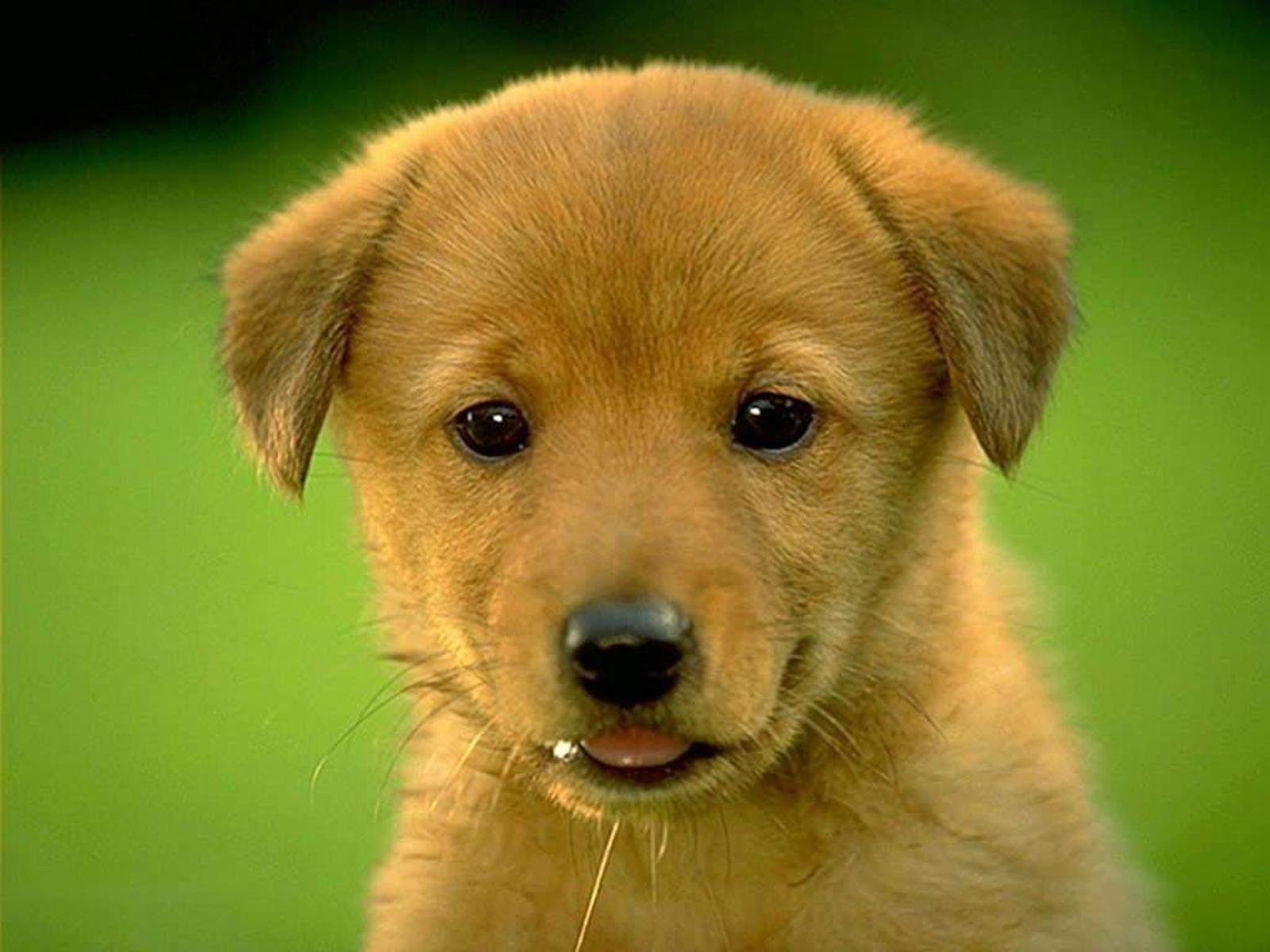 Golden puppy free desktop background wallpaper image