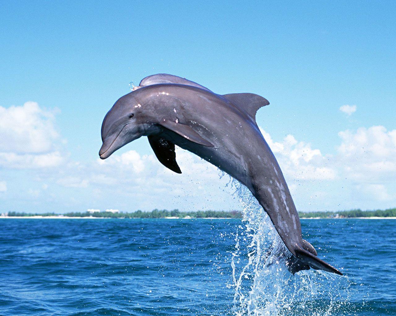 Dolphins TheWallpaper. Free Desktop Wallpaper for HD