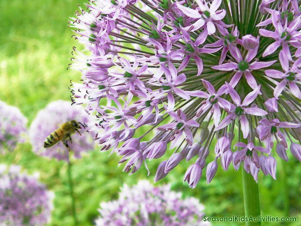 Free Spring Wallpaper to Download. Woo! Jr. Kids Activities Network