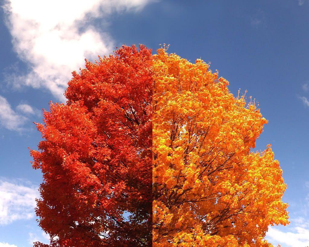 fall colors desktop wallpaper