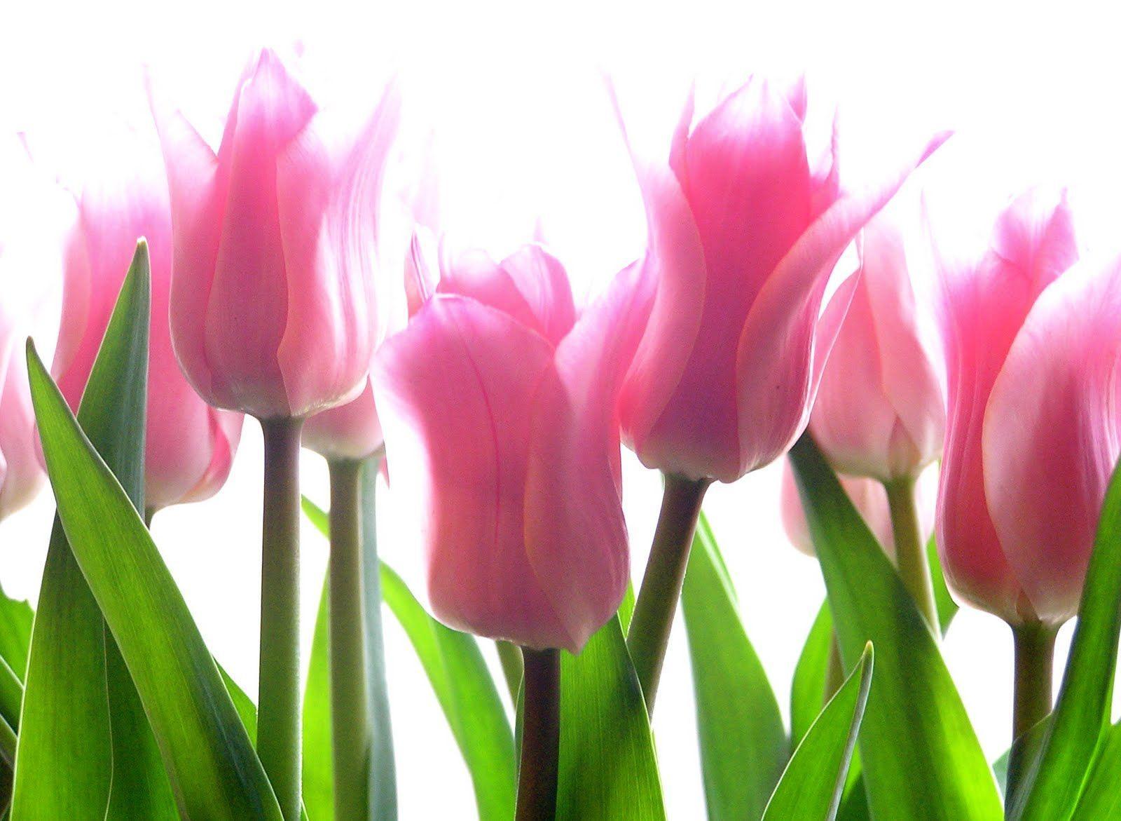 Pink Tulips. Sky HD Wallpaper