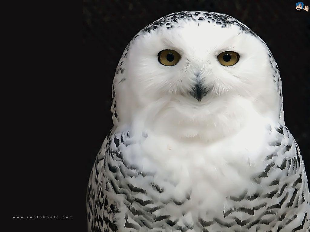 White Owl Wallpapers - Wallpaper Cave