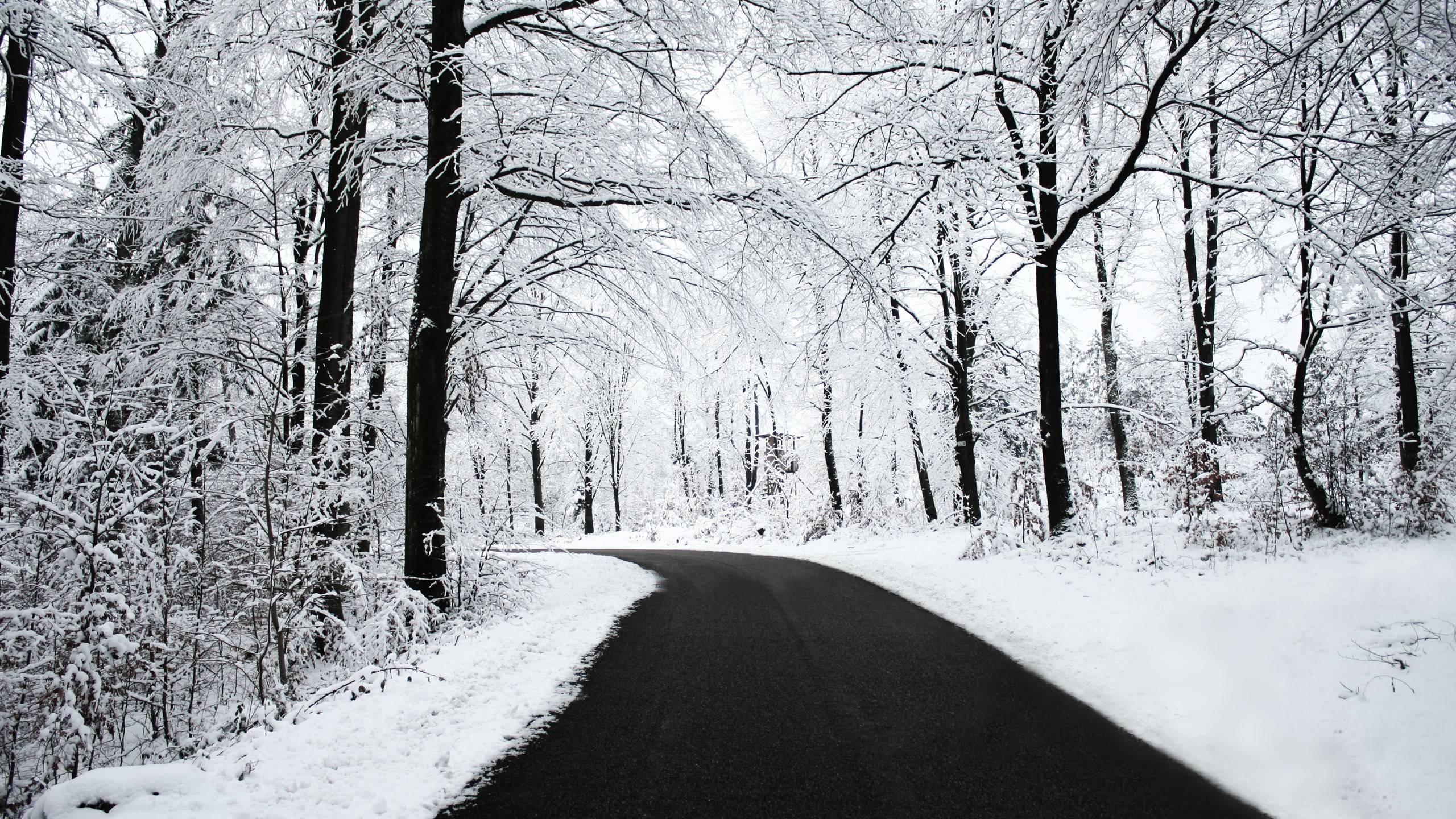 Road Through The Snowy Forest Wallpapers 2560x1440PX ~ Wallpapers