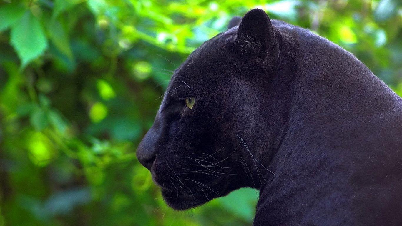 Jaguar black panther Wallpaper