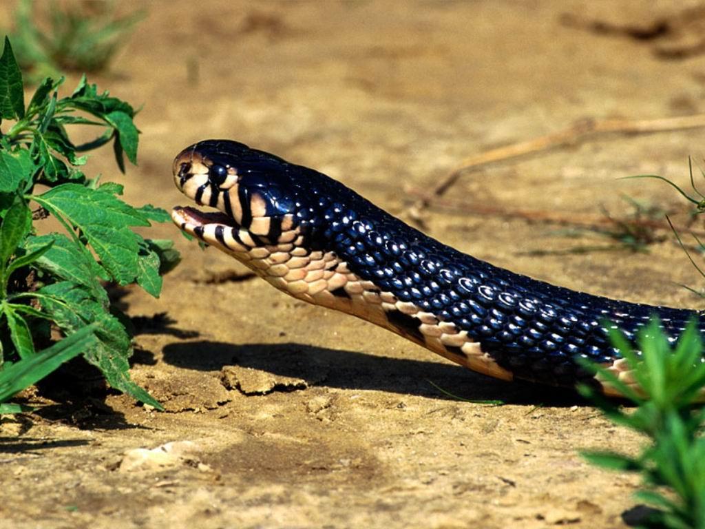 Lovable Image: Cobra Snakes Wallpaper.. Cobra Snake free download