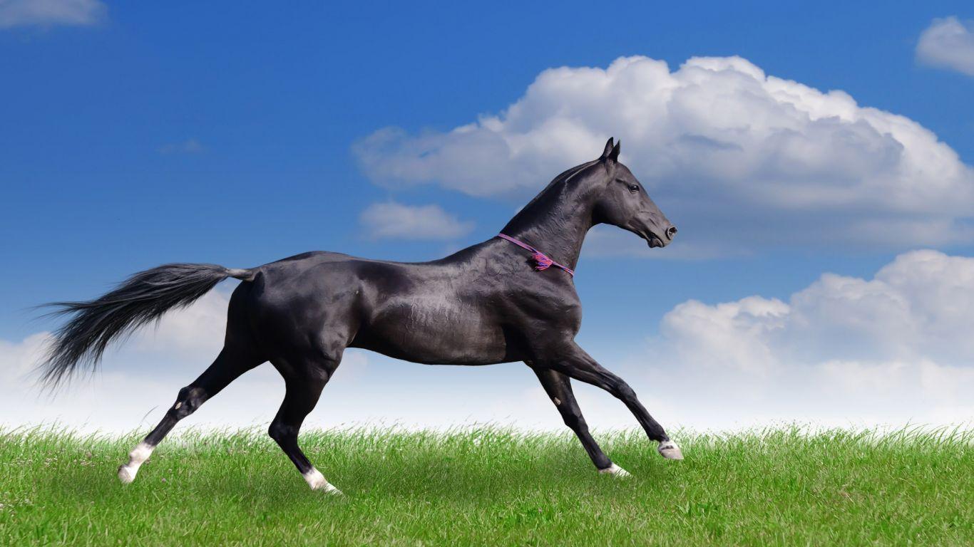 Download Best Horses Horse For Computer Fever 124388