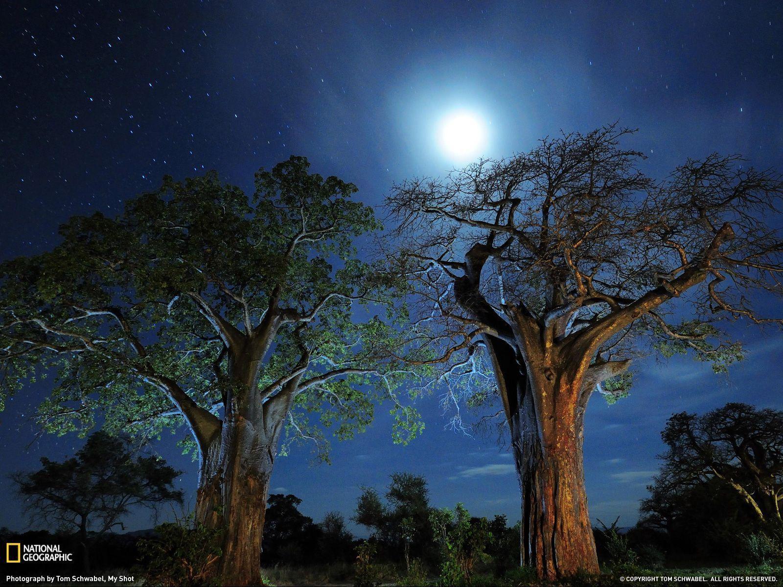 Baobab Trees Photo, Tanzania Wallpaper