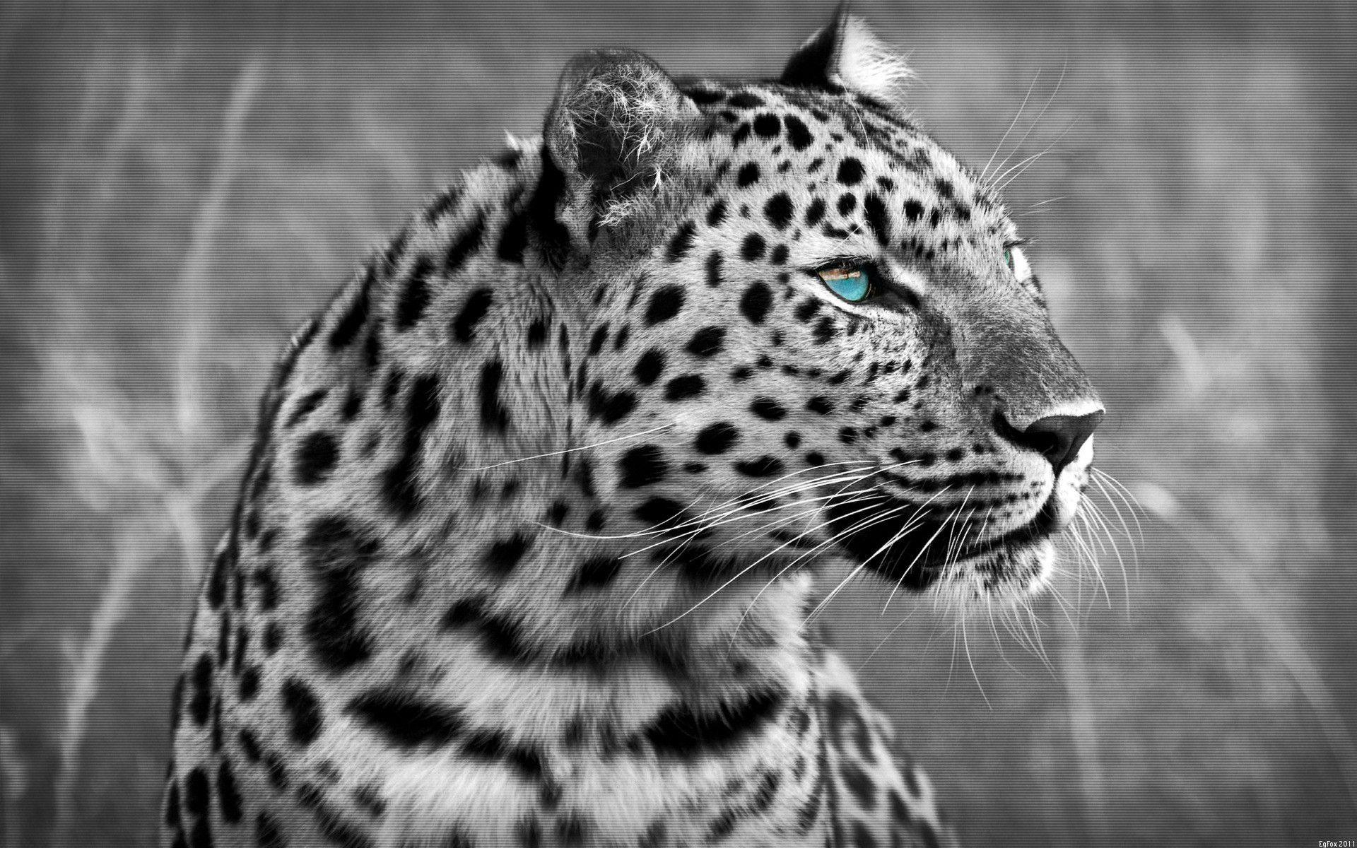 Black And White Leopard Wallpaper