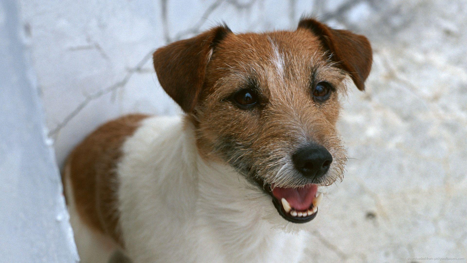 Jack Russell Terrier Wallpapers - Wallpaper Cave