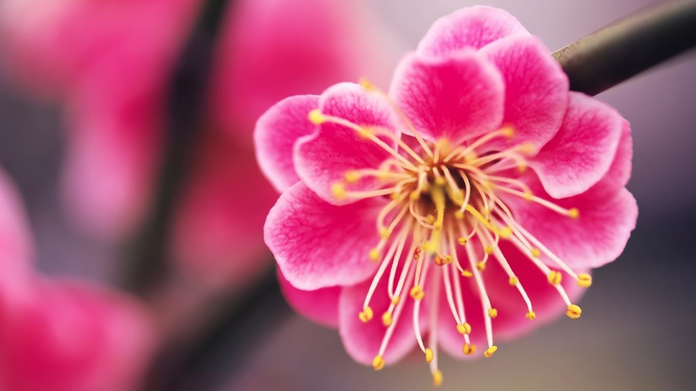 Desktop Wallpaper · Gallery · HD Notebook · Beautiful pink flower