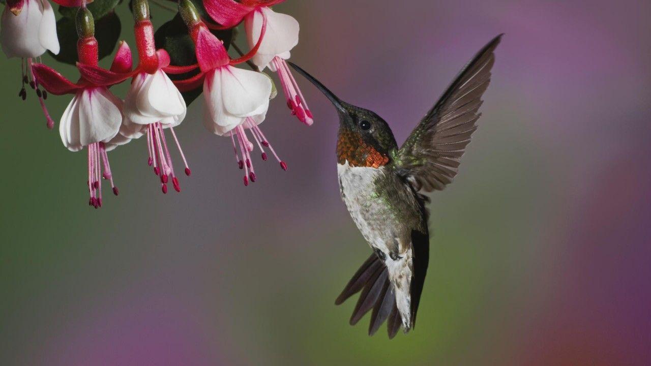 image For > Hummingbird Wallpaper For Walls