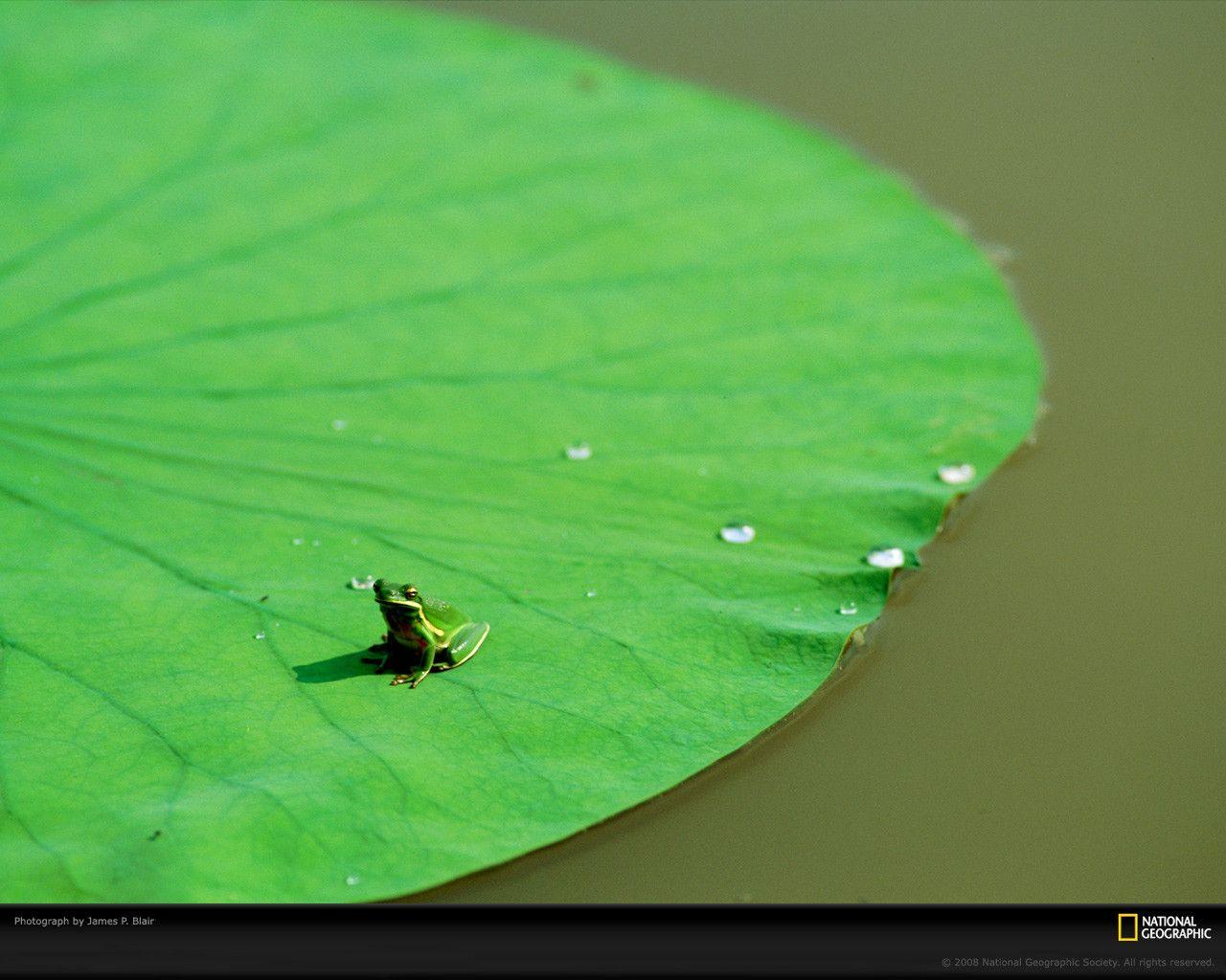 Frog on Lily Pad
