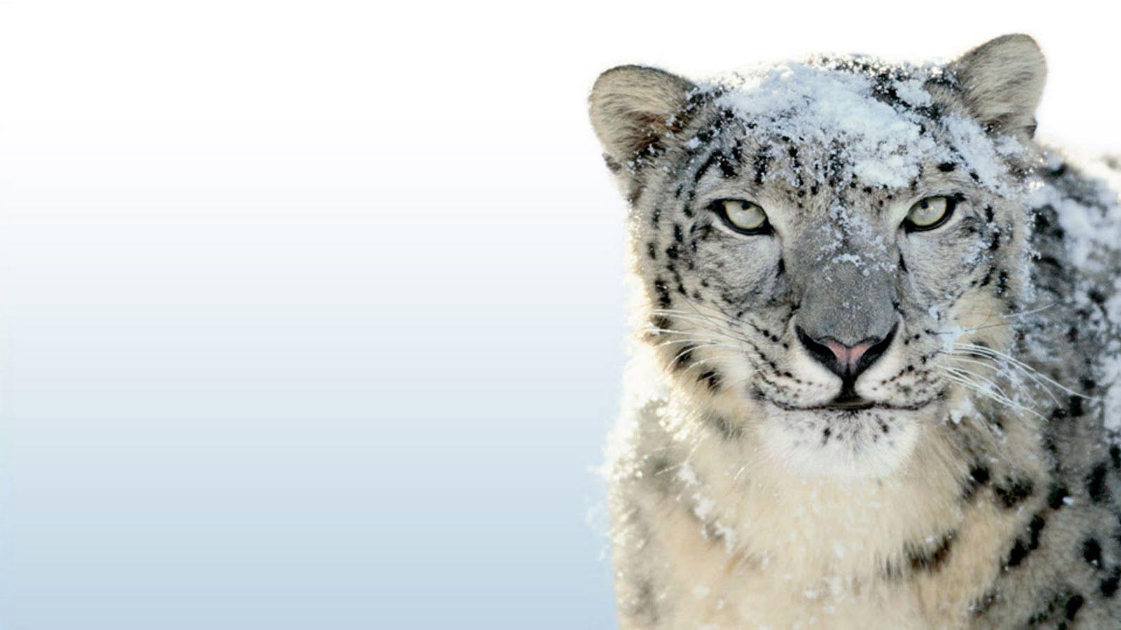 31 Snow Leopard Wallpapers - Wallpaperboat