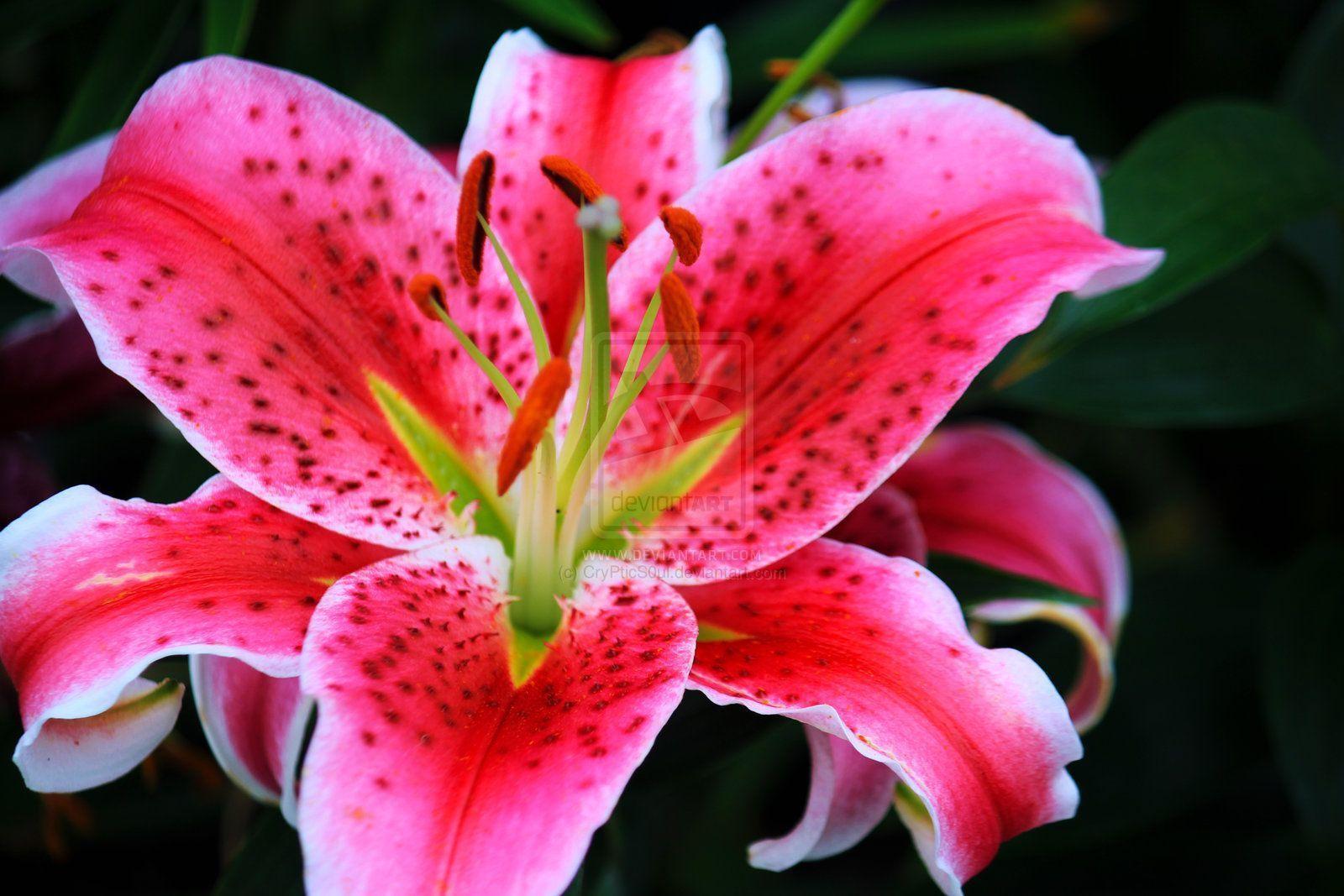 pink star gazer lily