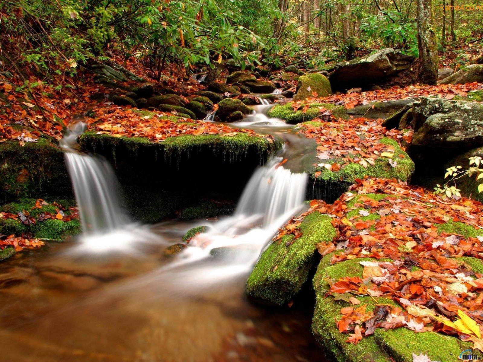 nature desktop wallpaper 2011