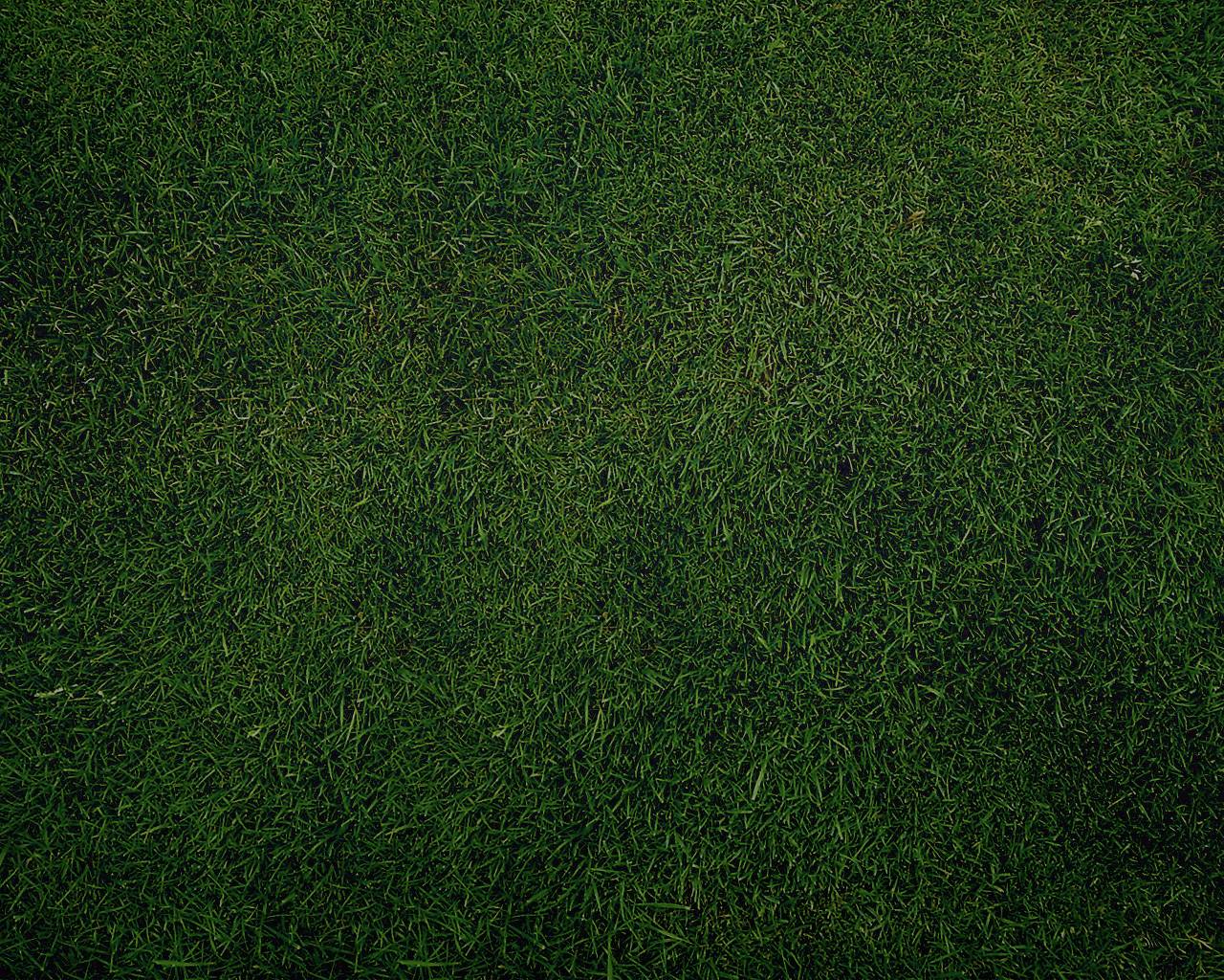 Hd Grass Wallpaper and Background