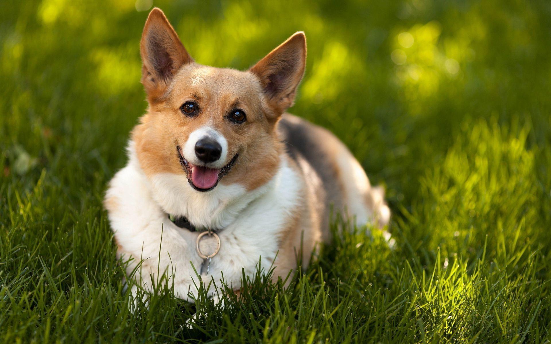 Happy Corgi Wallpaper #