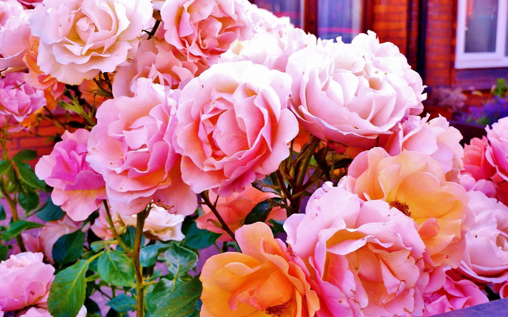 Beautiful Roses Wallpaper HD wallpaper search