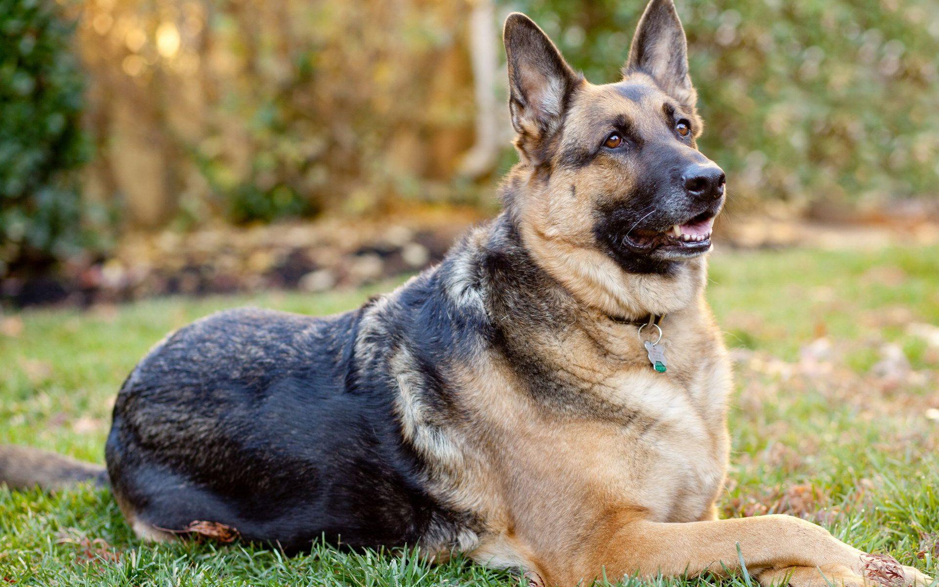 Puppy German Shepherds Wallpapers Wallpaper Cave