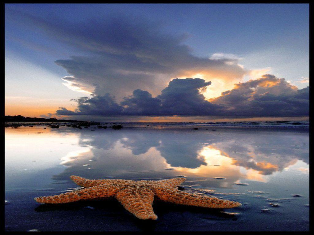 The Starfish Story