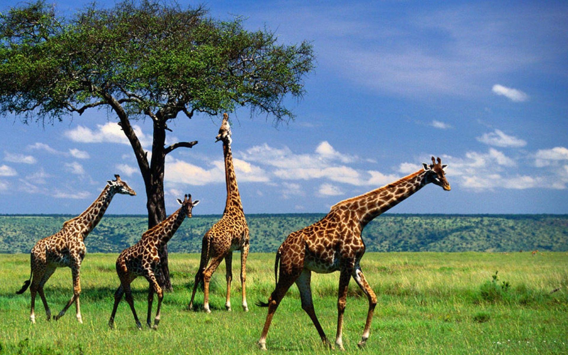 giraffe the animal kingdom wallpaper
