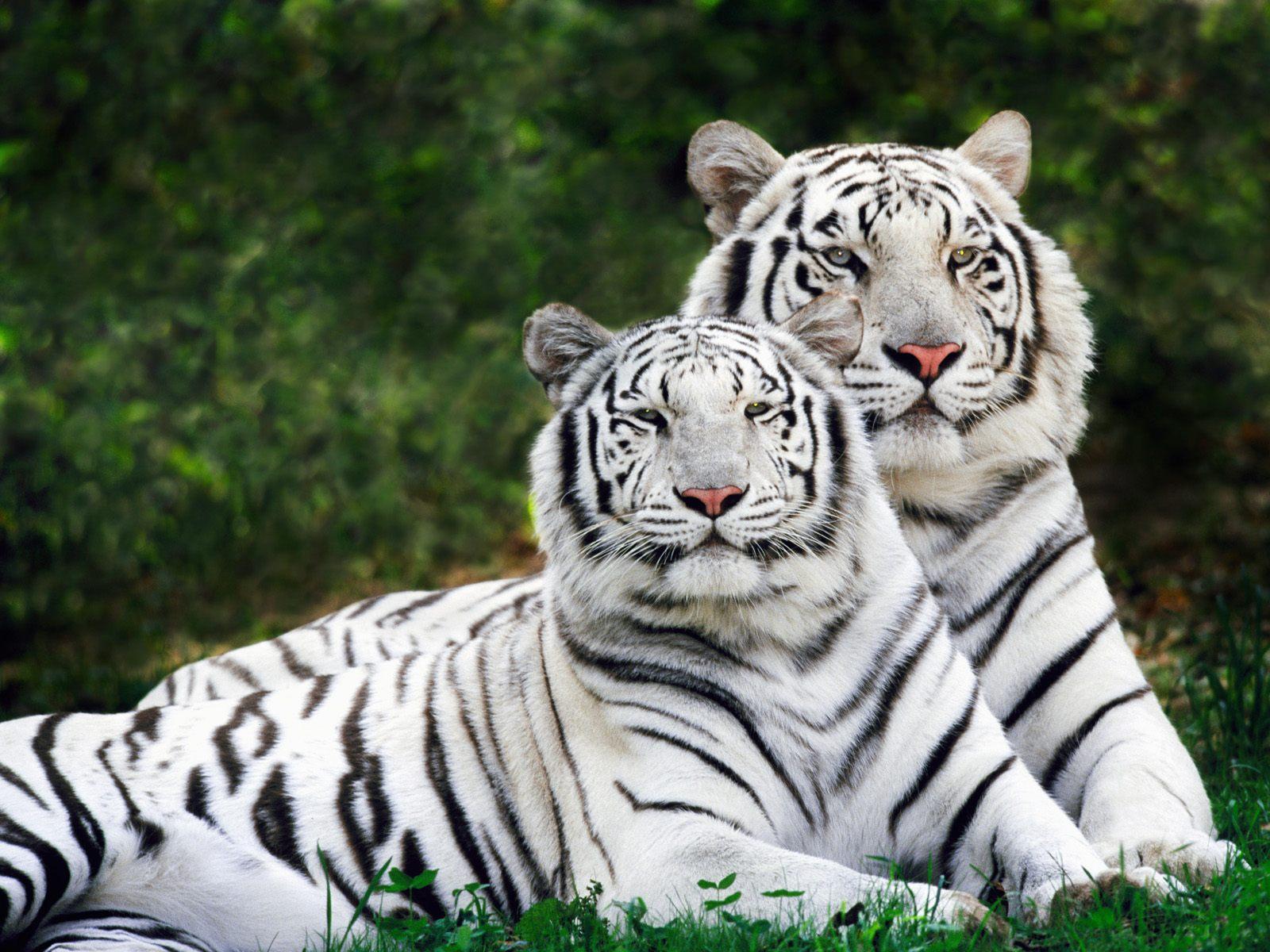 White tigers photo free desktop background wallpaper image
