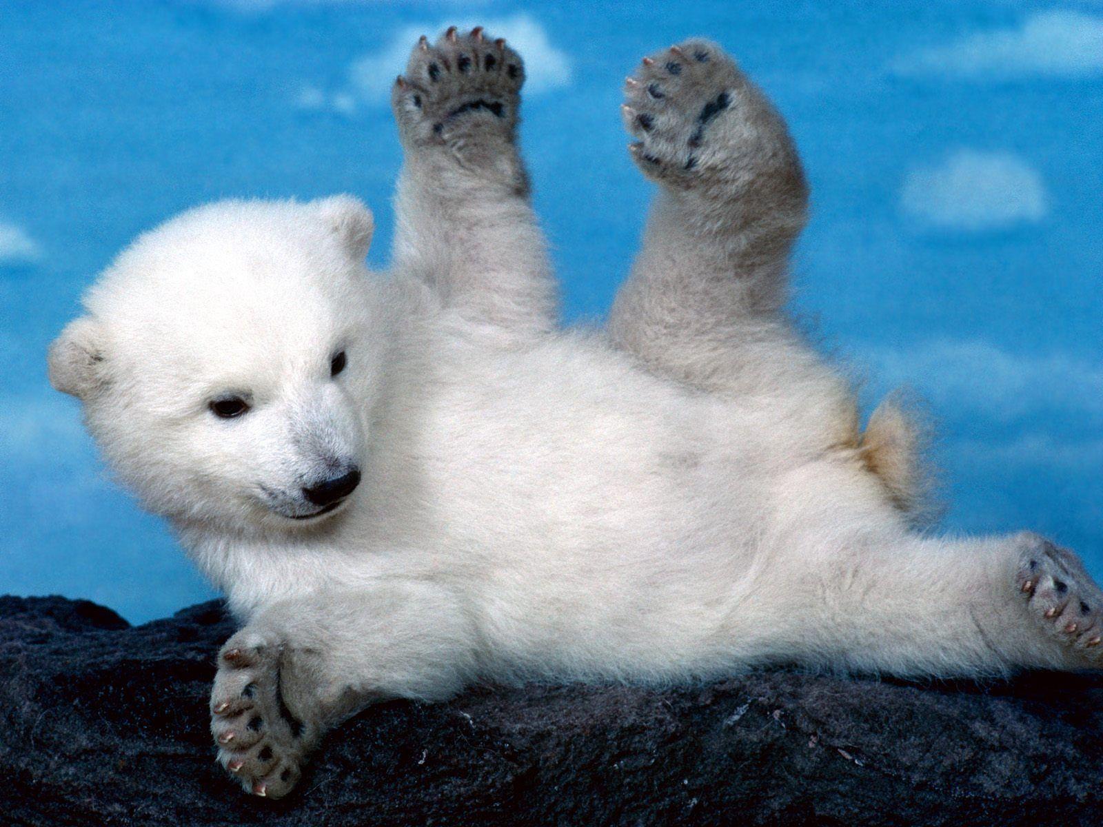 Whoops Polar Bear Wallpaper Bears Animals