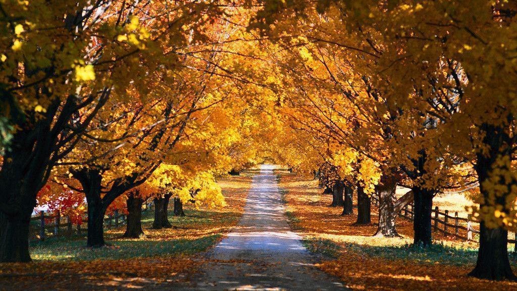 Fall Background 20 Free HD Background And Wallpaper Home Design