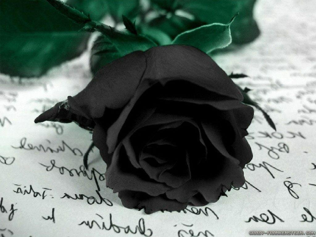 Flowers For > Wallpaper Flower Black Rose