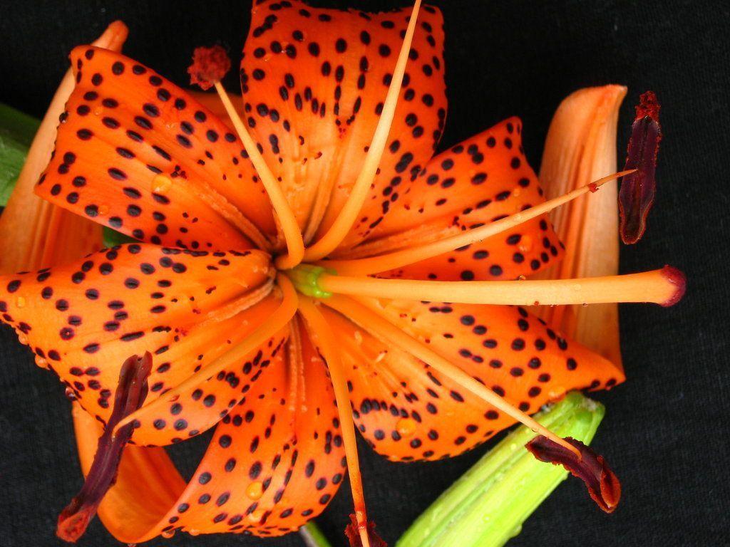 Orange Tiger Lily Profile